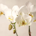 Order Plants from Jardiniere Flowers in Portsmouth New Hampshire. Order online for local delivery Seacoast Florist Maine and New Hampshire. Succulents, Succulent gardens phalaenopsis orchid for home, business/corporate/office, and events.