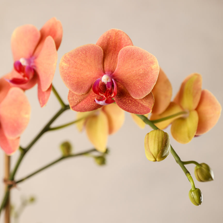 philodendron orchid Four Spike Colored Phalaenopsis Orchid – Jardiniere Flowers