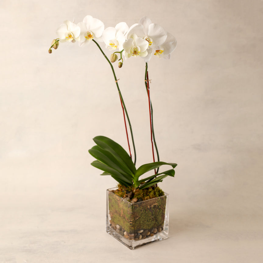 Double-Spike White Phalaenopsis Orchid Jardiniere Flowers Seacoast New Hampshire Maine Wedding Retail Events Home WhiteOrchid NewEngland Flowers Plants