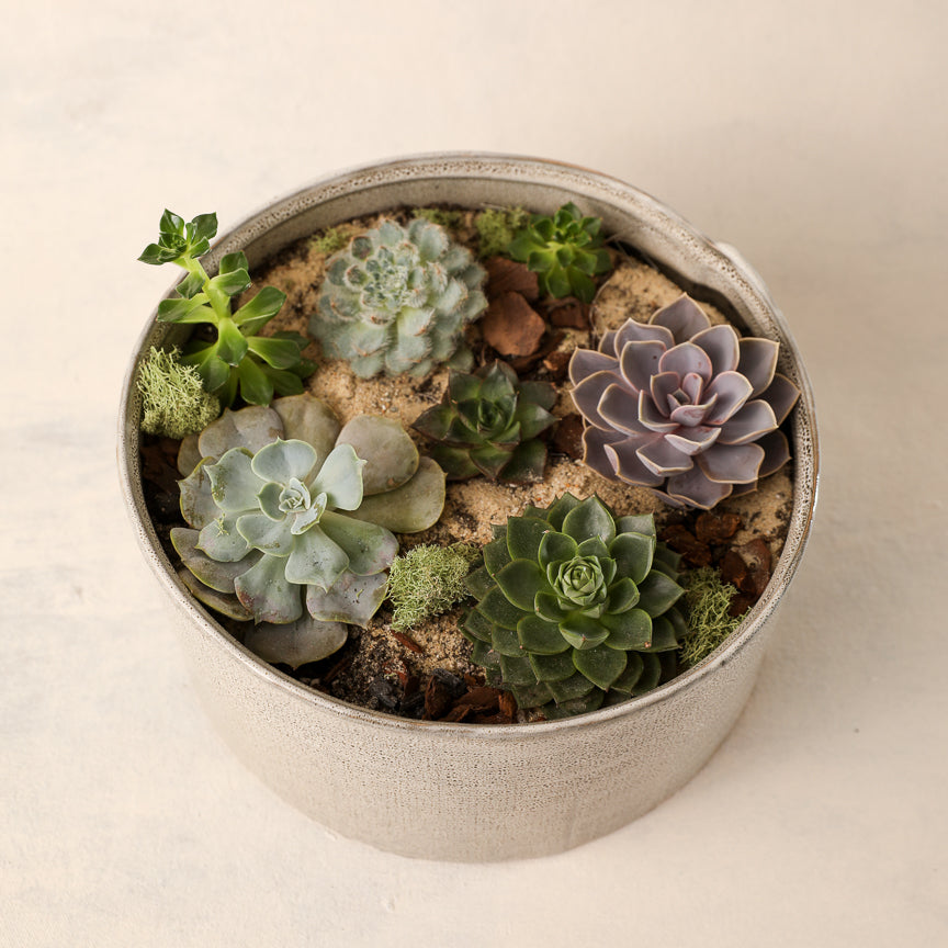 succulents knoxville tn Medium Succulent Garden – Jardiniere Flowers