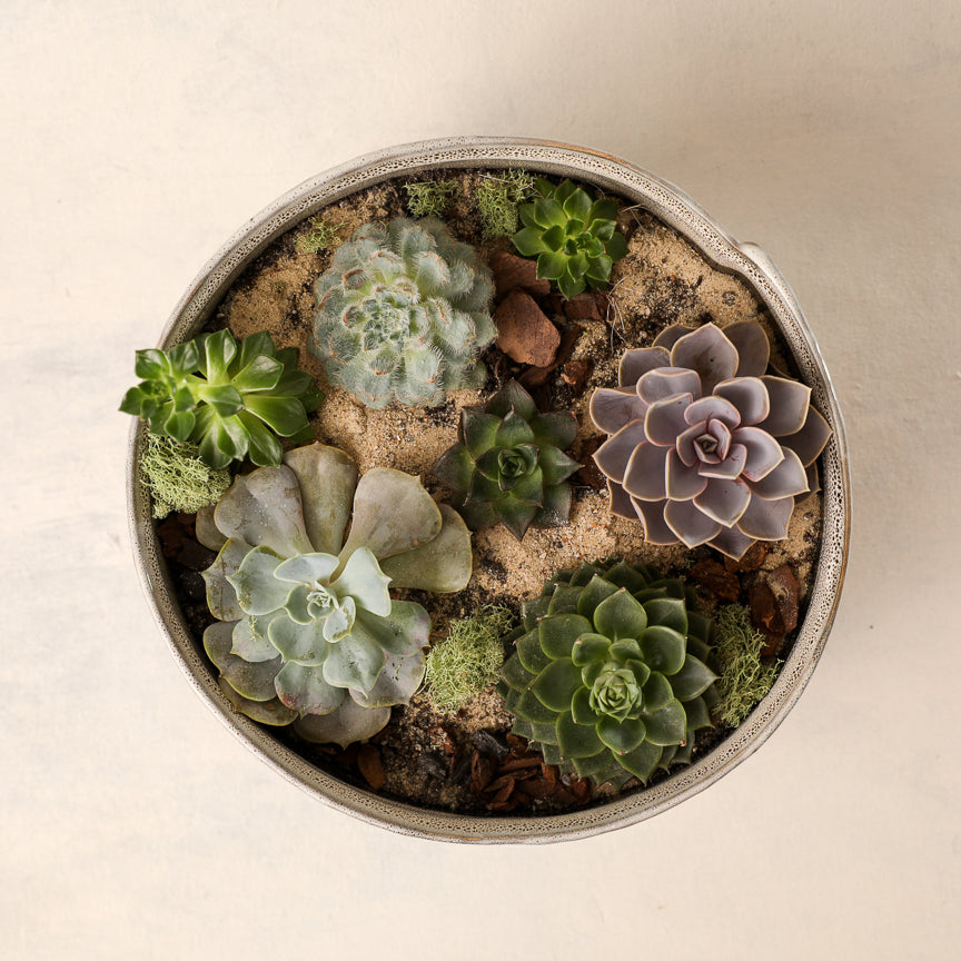 M✧succulent ·͜· ︎︎ᕷ Medium Succulent Garden – Jardiniere Flowers