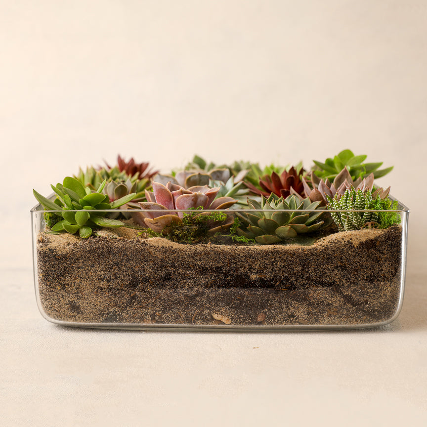 large succulent outdoor plants Large Succulent Garden – Jardiniere Flowers