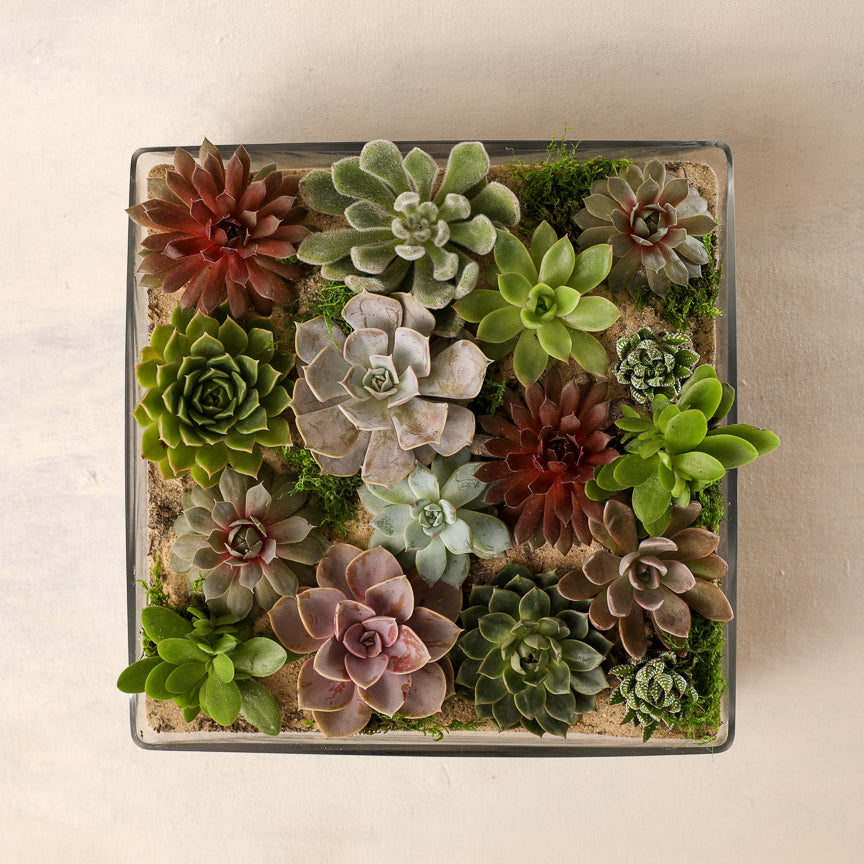 Large Succulent Garden – Jardiniere Flowers