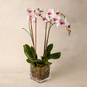 Four Spike Colored Phalaenopsis Orchid