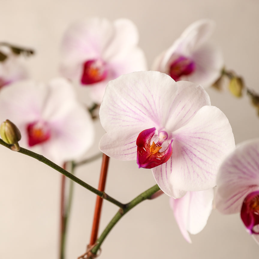 
                
                    Load image into Gallery viewer, Deluxe Double-Spike Color Phalaenopsis Orchid Jardiniere Flowers Portsmouth New Hampshire Seacoast New Hampshire Maine Wedding Retail Events Home WhiteOrchid NewEngland Flowers Plants Florist Order Online White Pink Purple Potted Plant Small Business Woman-Owned
                
            
