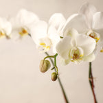 Double-Spike White Phalaenopsis Orchid Jardiniere Flowers Seacoast New Hampshire Maine Wedding Retail Events Home WhiteOrchid NewEngland Flowers Plants
