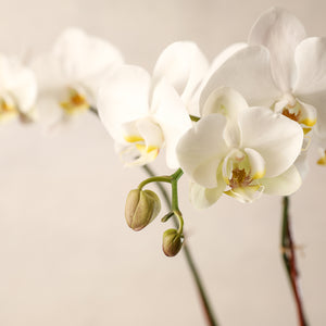 
                
                    Load image into Gallery viewer, Double-Spike White Phalaenopsis Orchid Jardiniere Flowers Seacoast New Hampshire Maine Wedding Retail Events Home WhiteOrchid NewEngland Flowers Plants
                
            