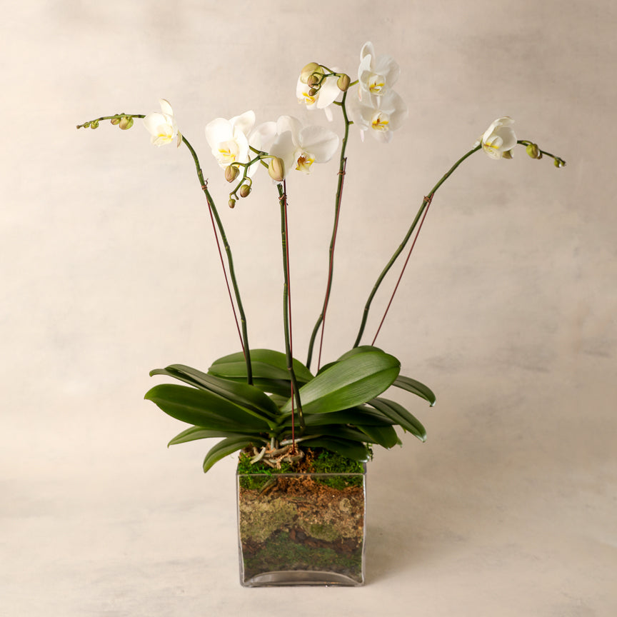 Signature White Four Spike Phalaenopsis Orchid