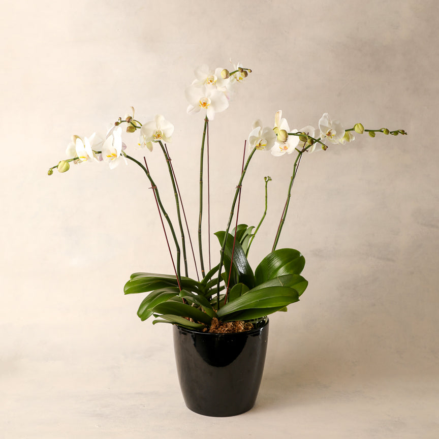 Deluxe Double-Spike White Phalaenopsis Orchid Jardiniere Flowers Portsmouth New Hampshire Seacoast New Hampshire Maine Wedding Retail Events Home WhiteOrchid NewEngland Flowers Plants Florist Order Online