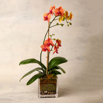 Colored Phalaenopsis Double Spike Orchid