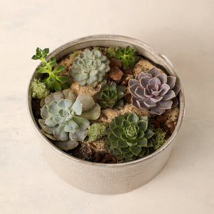 succulents online shop Medium Succulent Garden – Jardiniere Flowers