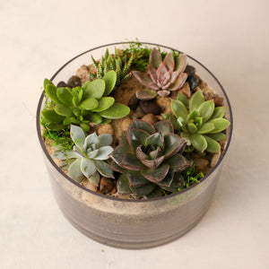 Small Petite Succulent Garden Jardiniere Flowers Portsmouth New Hampshire Seacoast New Hampshire Maine Wedding Retail Events Home Business Corporate NewEngland Flowers Plants Florist Order Online Desert Flowers Succulent Cactus Potted Plant Small Business Woman-Owned